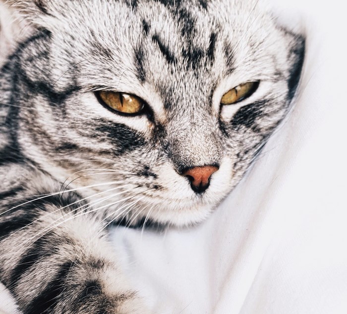 Close-up of a tabby cat's face