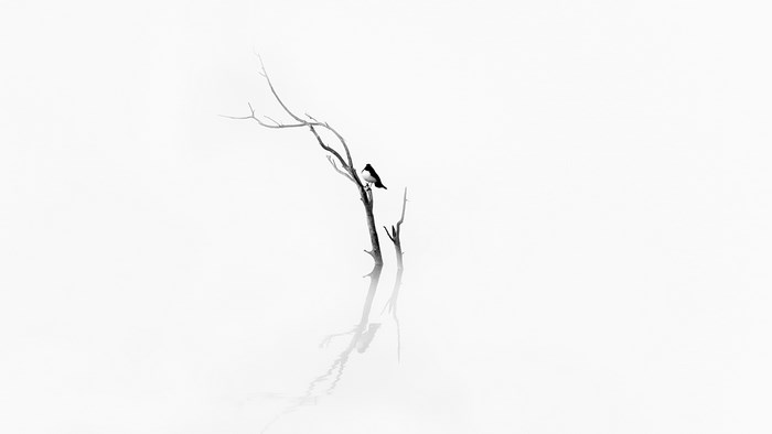Minimalist black and white image of a bird on a bare tree branch with reflection