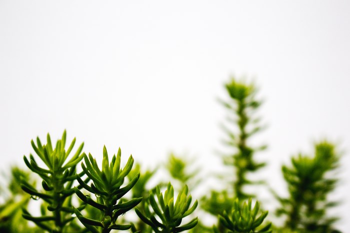 Close-up of Green Succulent Plants with White Background