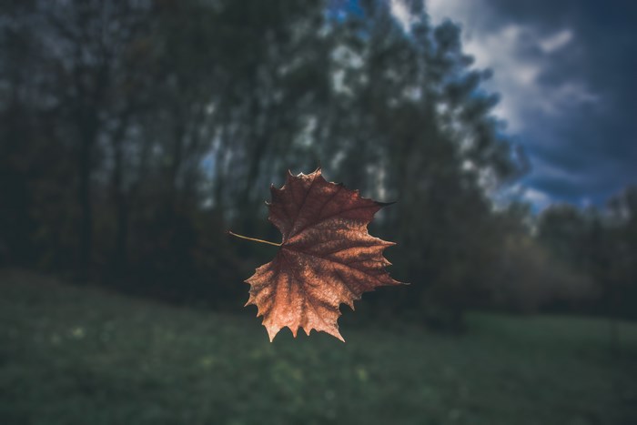 A single brown leaf falling in autumn