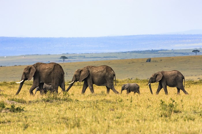 Elephant Family Walking Across the Savanna