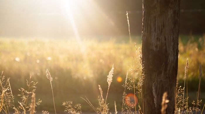Sunlight shining on grass near a wooden post