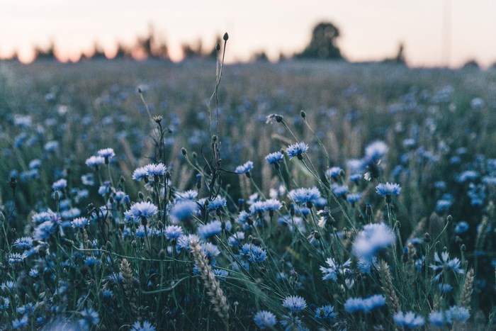 Field of blue cornflowers at sunset
