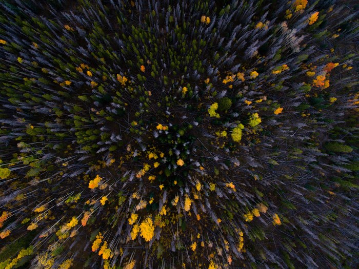 Aerial view of a forest with autumn colors