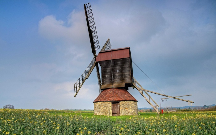 Windmill in a field of yellow flowers