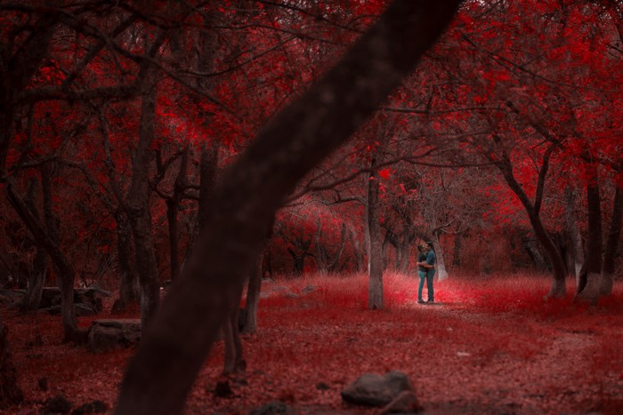 Couple embracing in a red forest