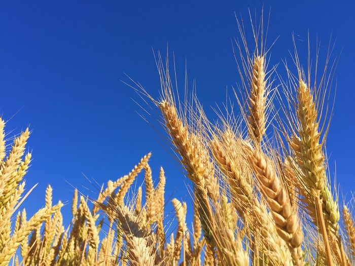 Golden wheat field against a clear blue sky