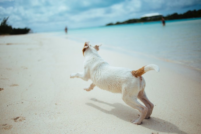Dog running on a sandy beach near the ocean