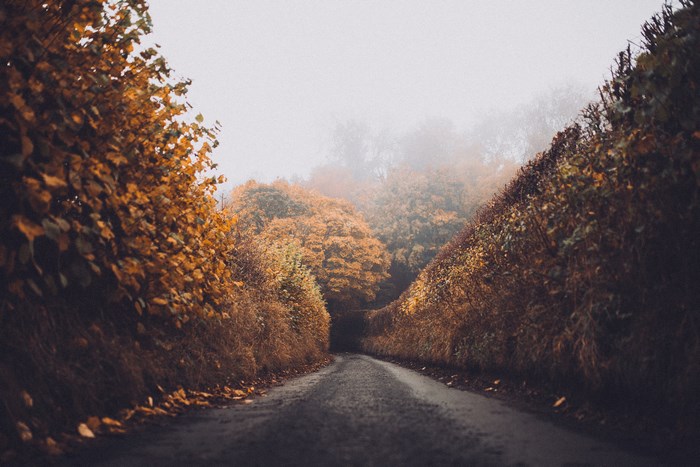 Country road through autumn trees in fog