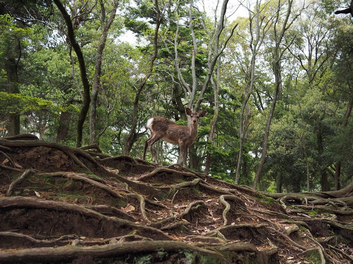 Deer in Nara Deer Park forest with exposed roots