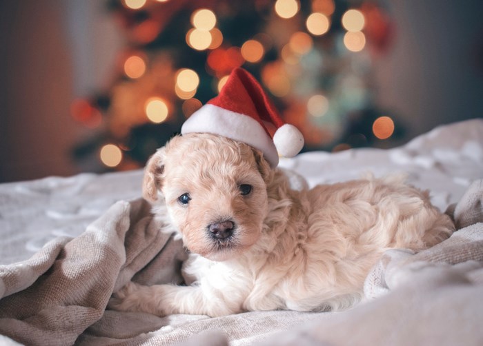 Puppy wearing a Santa hat with Christmas lights