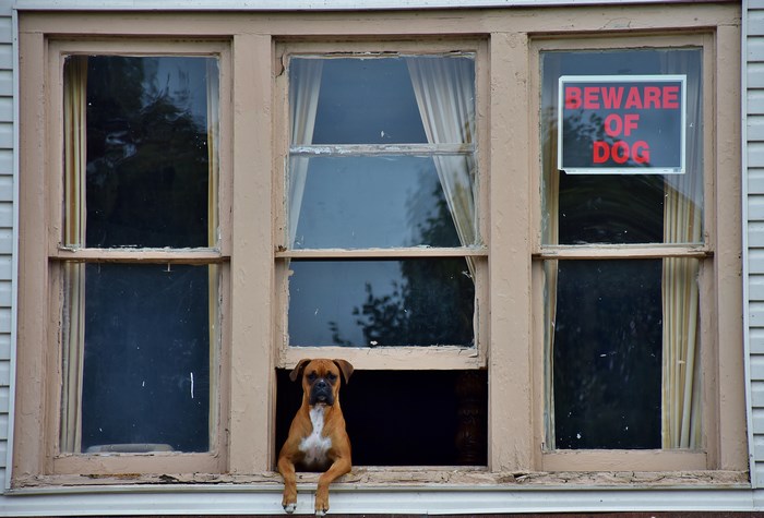 Boxer dog peeking out of a window with a beware of dog sign