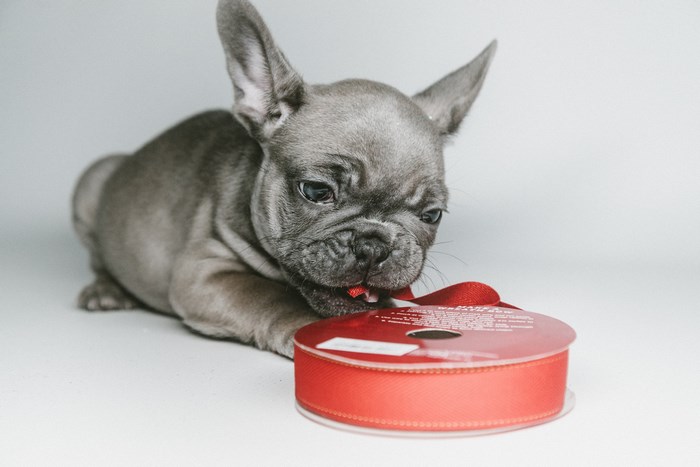 Adorable French Bulldog puppy chewing on red ribbon