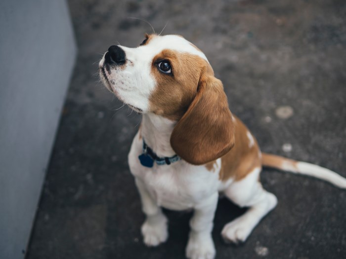 Beagle puppy sitting on concrete looking up
