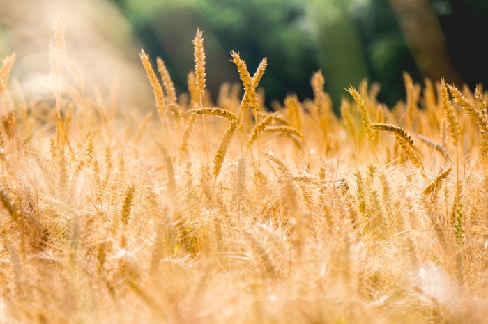 Golden wheat field in the countryside