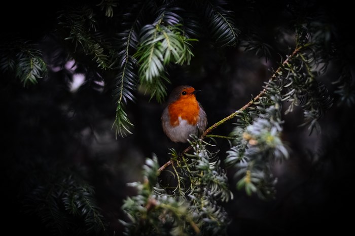 Robin perched on a pine tree branch