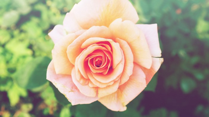 Close up of a peach rose in bloom