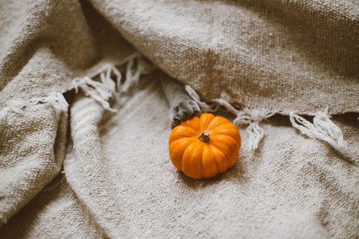 A cat's paw rests on a small pumpkin under a blanket