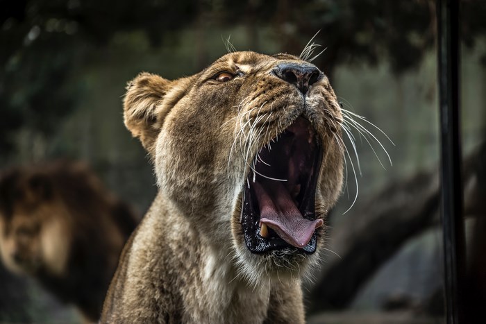 Lioness yawning with mouth wide open