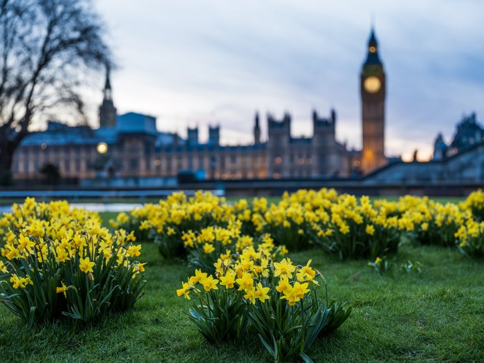 Yellow daffodils in front of Houses of Parliament and Big Ben