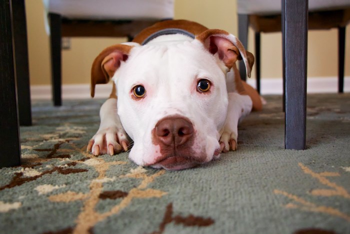 Pitbull dog lying on a carpet under a table