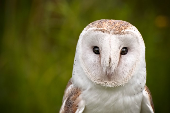Barn owl portrait with green background