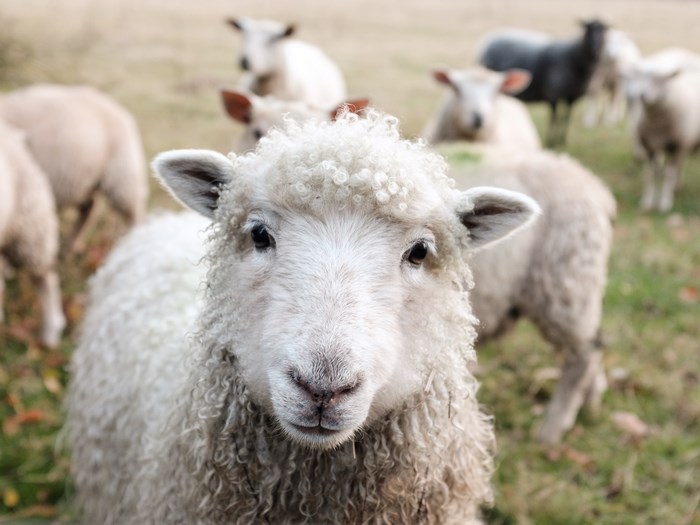 Close-up of a sheep in a field with other sheep