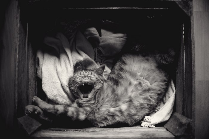 Cat yawning widely in a wooden crate with blankets