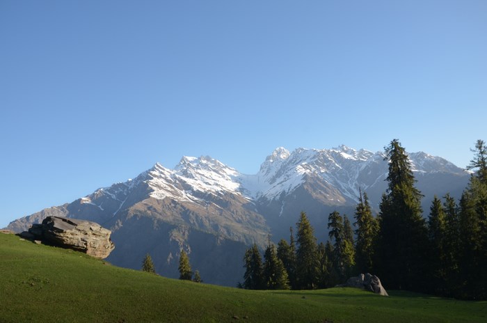 Snow-capped mountains and green fields with pine trees
