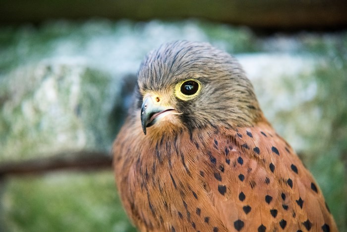 Close-up of a Hawk with Detailed Feathers and Eye
