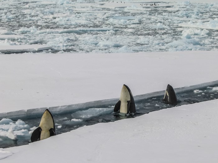 Orcas swimming in icy water