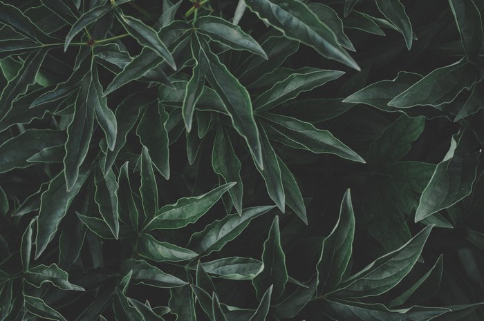 Dark green leaves with light green edges