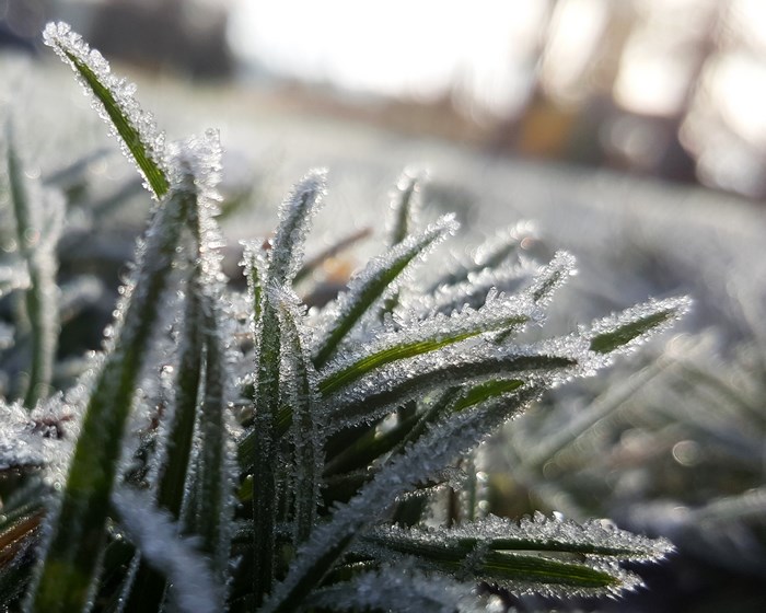 Close-up of frost-covered grass in the morning