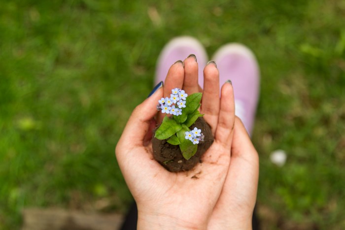 Hands holding a small plant with blue flowers
