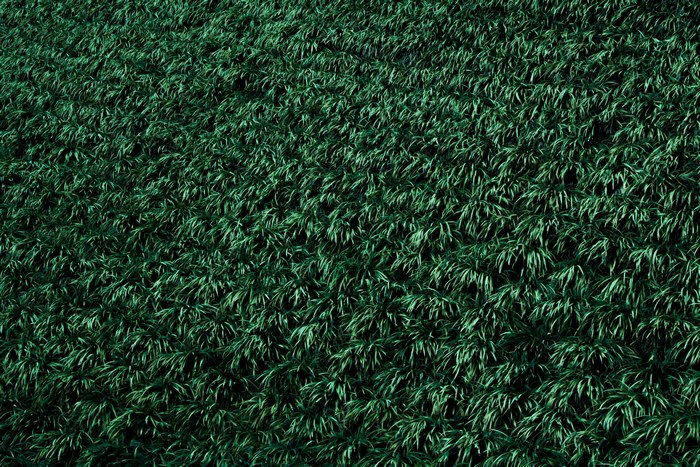 Green grass texture with blades and leaves