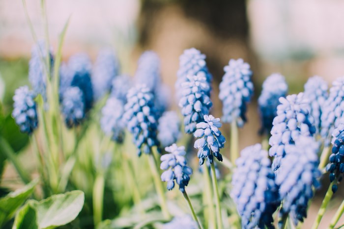 Blue Grape Hyacinth Flowers in a Garden