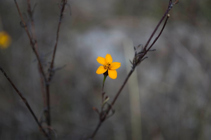 Yellow flower on a thin branch