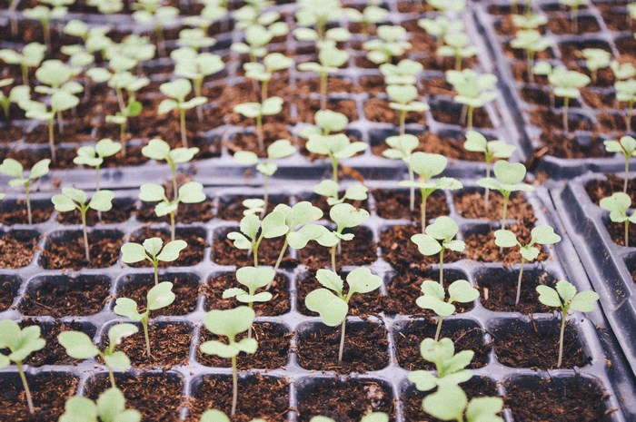 Seedlings growing in a greenhouse tray