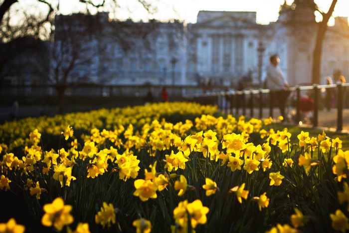 Yellow daffodils in front of a building at sunset