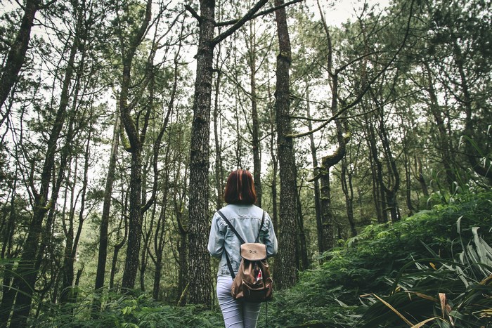 Woman with backpack walking in a pine forest