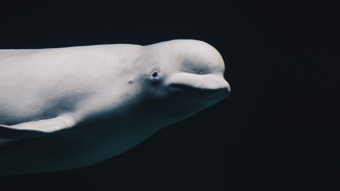 Beluga whale swimming in dark water