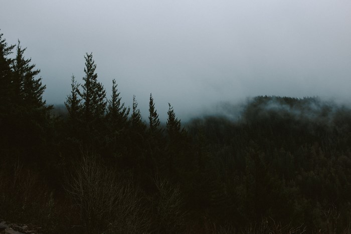 Dark foggy forest with mist