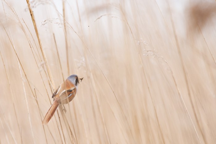 Bearded tit bird perched in dry reeds with insect in beak