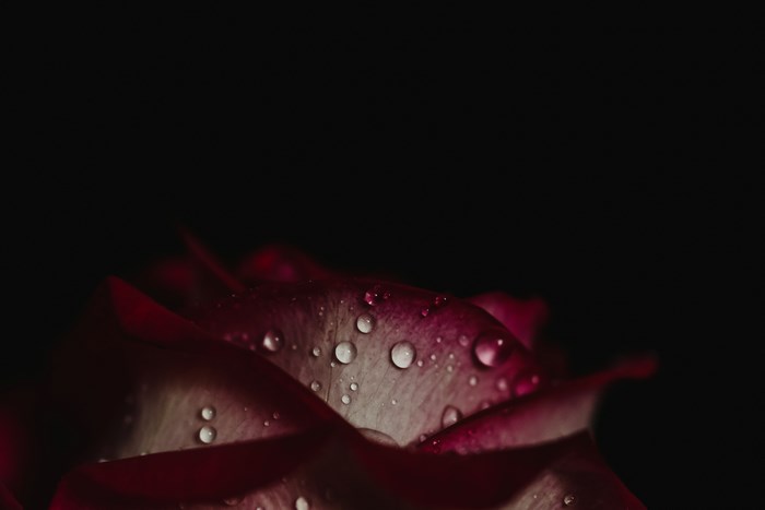 Close-up of a red rose petal with water droplets