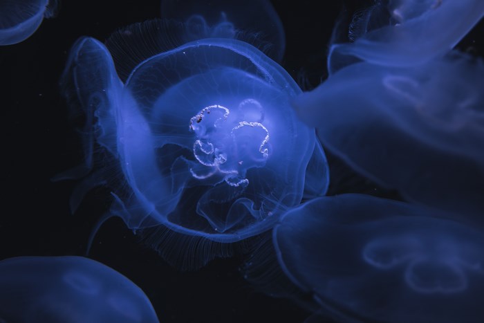 Blue Jellyfish in Dark Water
