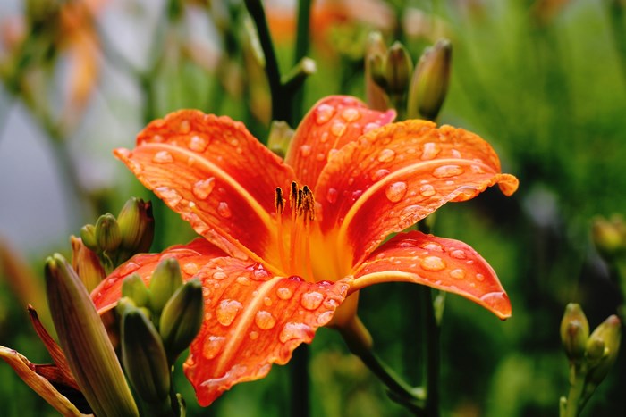 Orange lily flower with water droplets