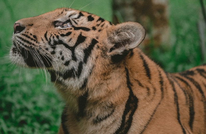 Tiger looking up in a green forest
