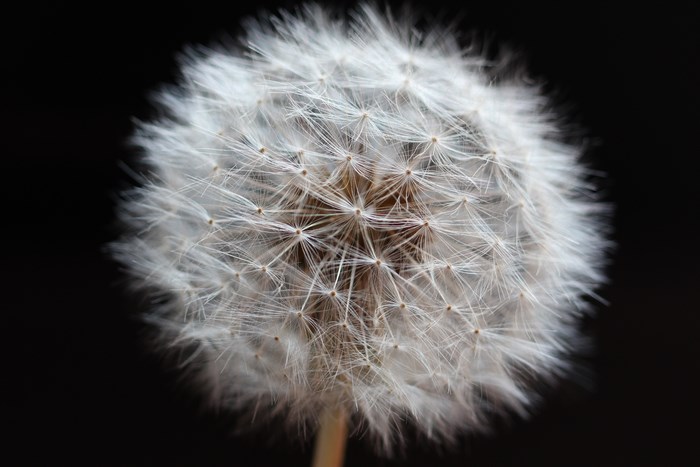 Close up of a dandelion seed head on black background
