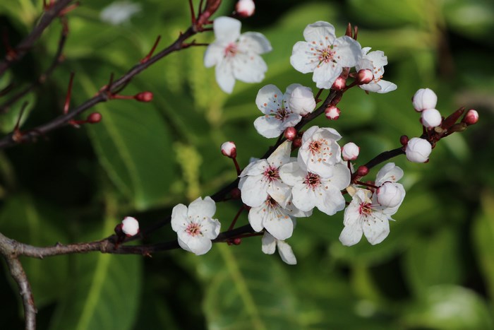 Delicate White Cherry Blossoms on Branch