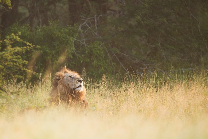 Lion resting in tall grass at sunset